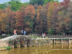 -深圳仙湖植物园