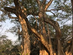 -瑞丽独树成林风景区