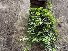 -东梓关景区村庄