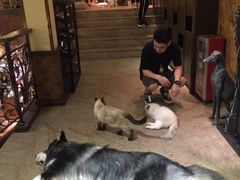 -more than meow吴止猫主题餐厅(承德 中船汇店)