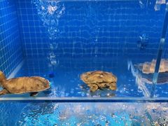-山海•蒸汽活海鲜自助(皇庭广场店)