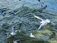 -捞渔河湿地公园