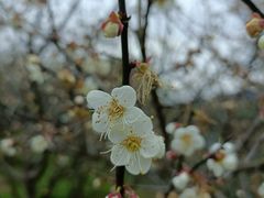 -红花湖景区
