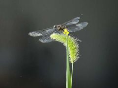 -海天一色海景自助餐厅(西港花园店)