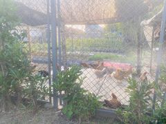 -灶头屋里