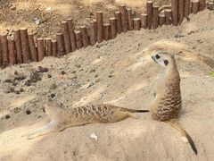 -合肥野生动物园