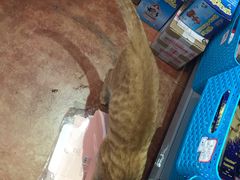 -蜜肆动物奶油蛋糕·个性定制·下午茶甜品