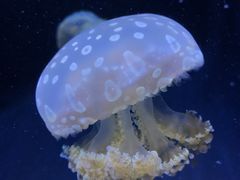 -西雅图水族馆