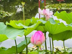 -陈家山荷花公园