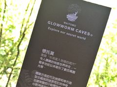 -怀托摩萤火虫洞