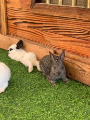 -萌宠亲子动物乐园(槐房万达店)