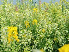 -中国天府农业博览园