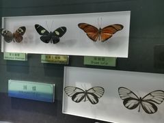 -上海昆虫博物馆