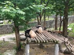 -都江堰中华大熊猫苑