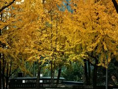 -重庆市江北嘴中央商务区中央公园