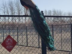 -北京麋鹿生态实验中心