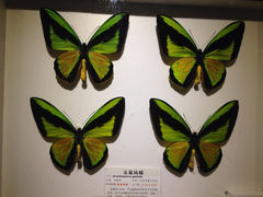 iphone_upload_pic-上海大自然野生昆虫馆