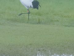 -黑龙江扎龙生态旅游区