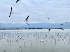 -西昌邛海湿地