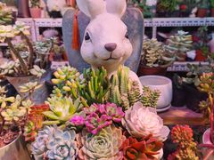 -花鸟鱼虫鲜花绿植市场(玉泉路店)