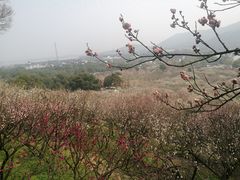 -香雪海