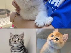 -lincat·猫舍(广州店)