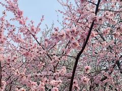 -桃花堤公园