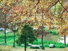 -东莞植物园