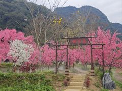 -靖西鹅泉风景区
