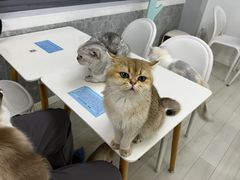 -喵的天空名猫咖啡馆·撸猫·猫舍·用品