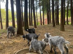 -森波拉火山温泉