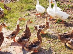 -乡乐园蟹庄·阳澄湖农家乐