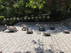 -广东惠东海龟国家级自然保护区