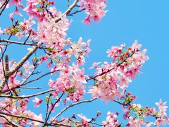 -天适樱花悠乐园