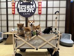-逗柴咖啡屋·狗咖猫咖宠物桌游