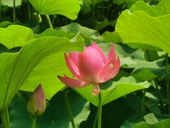 -莲花池公园