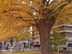-北京石刻艺术博物馆(五塔寺)