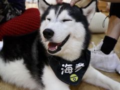 -Husky Go! 哈士奇体验馆·宠物咖啡厅狗咖