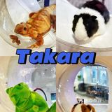 可以撸羊驼🦙的和超多萌宠🐶🐰🐱的可爱小店！