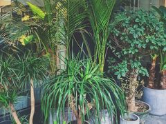 -植物学家的女儿(北马道巷店)