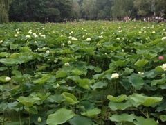 iphone_upload_pic-莲湖公园