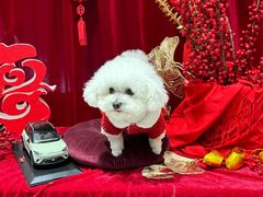 -上海浦东smart汽车全功能店(金桥店)