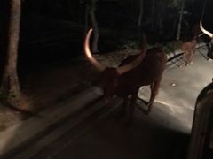 -清迈夜间动物园