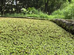 -成都市活水公园