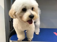 -PETKIT 小佩宠物·低压洗护·美容·寄养(安远店)