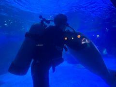 -烟台海昌鲸鲨海洋公园