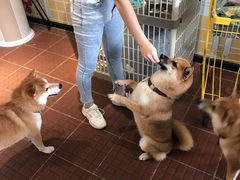 -柴犬高等学院·狗咖·柴犬售卖·宠物训练