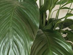 -长春青怡坊鲜花批发(青怡坊花鸟市场店)