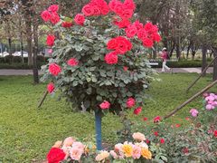 -大望京公园