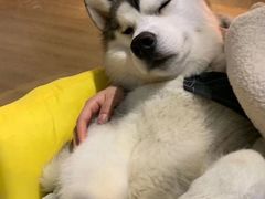 -Husky Go! 哈士奇体验馆·宠物咖啡厅狗咖